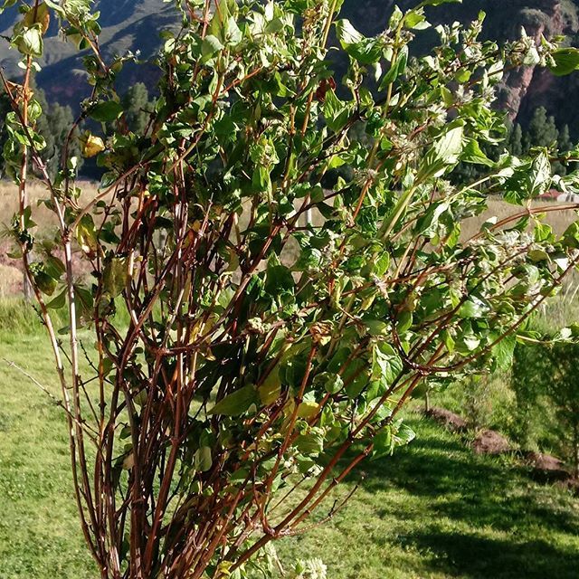plantas medicinales cusco