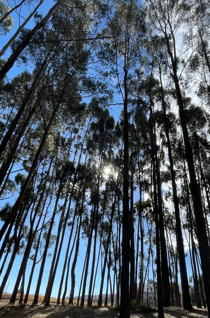 bosque de qenqo cusco