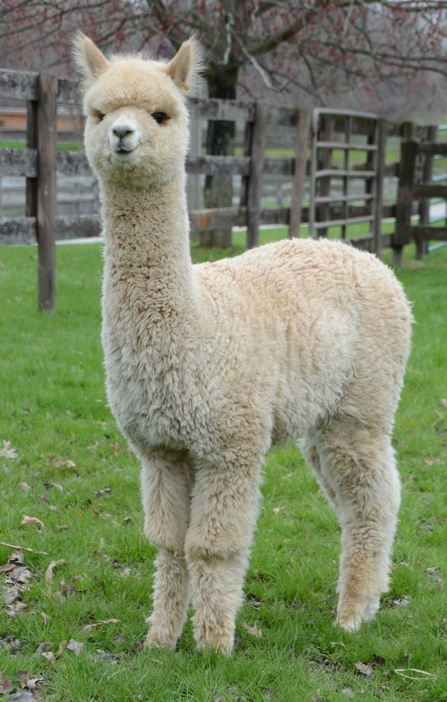 Alpacas Cusco