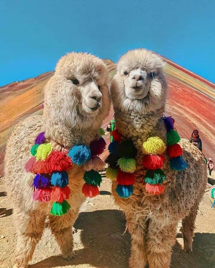 Alpacas Cusco