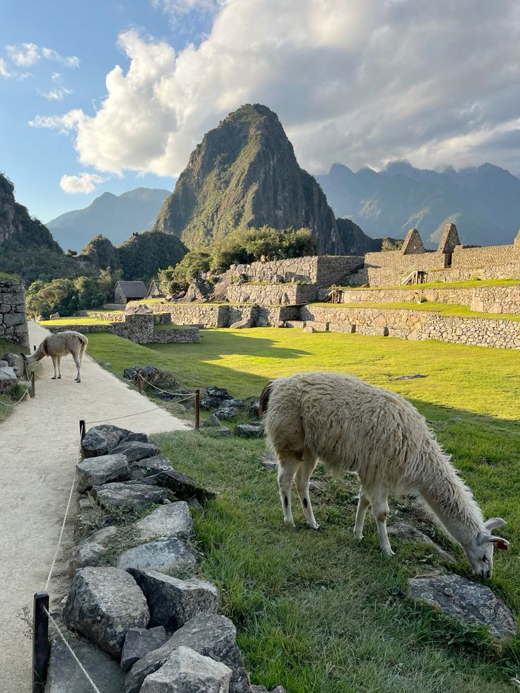 llama en machu picchu